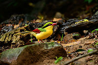 Indochinese green magpie, Lâm Đồng, Vietnam Eye-catching magpie photographed from a hide.<br />
https://www.jungledragon.com/image/171489/indochinese_green_magpie_lm_ng_vietnam.html<br />
https://www.jungledragon.com/image/171487/indochinese_green_magpie_lm_ng_vietnam.html Asia,Cissa hypoleuca,Di Linh,Indochinese Green Magpie,Lâm Đồng,Vietnam,Vietnam 2025
