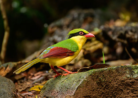 Indochinese green magpie, Lâm Đồng, Vietnam Eye-catching magpie photographed from a hide.
https://www.jungledragon.com/image/171488/indochinese_green_magpie_lm_ng_vietnam.html
https://www.jungledragon.com/image/171487/indochinese_green_magpie_lm_ng_vietnam.html Asia,Cissa hypoleuca,Di Linh,Indochinese green magpie,Lâm Đồng,Vietnam,Vietnam 2025