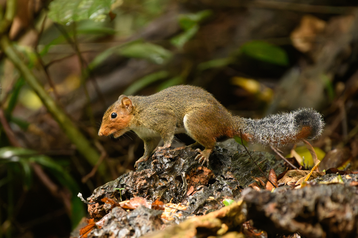 Asian Red-cheeked Squirrel, Lâm Đồng, Vietnam Opportunist stealing worms from the bird hide. Asia,Asian red-cheeked squirrel,Di Linh,Dremomys rufigenis,Lâm Đồng,Vietnam,Vietnam 2025