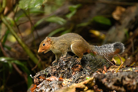 Asian Red-cheeked Squirrel, L&acirc;m Đồng, Vietnam Opportunist stealing worms from the bird hide. Asia,Asian red-cheeked squirrel,Di Linh,Dremomys rufigenis,L&acirc;m Đồng,Vietnam,Vietnam 2025