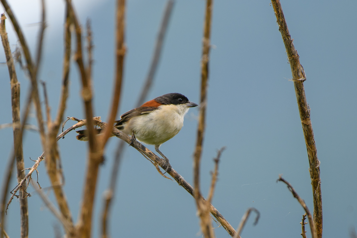 Burmese Shrike, L&acirc;m Đồng, Vietnam  Asia,Burmese shrike,Di Linh,Lanius collurioides,L&acirc;m Đồng,Vietnam,Vietnam 2025