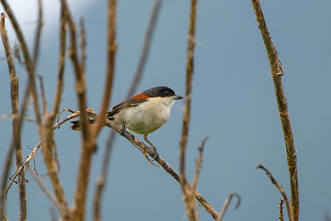 Burmese Shrike, L&acirc;m Đồng, Vietnam  Asia,Burmese shrike,Di Linh,Lanius collurioides,L&acirc;m Đồng,Vietnam,Vietnam 2025