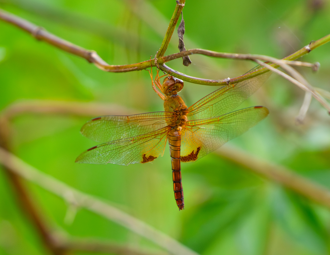 Ditch Jewel, L&acirc;m Đồng, Vietnam  Asia,Brachythemis contaminata,Di Linh,Ditch Jewel,L&acirc;m Đồng,Vietnam,Vietnam 2025