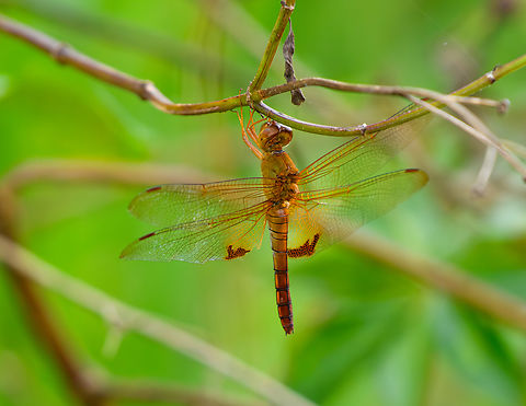 Ditch Jewel, L&acirc;m Đồng, Vietnam  Asia,Brachythemis contaminata,Di Linh,Ditch Jewel,L&acirc;m Đồng,Vietnam,Vietnam 2025