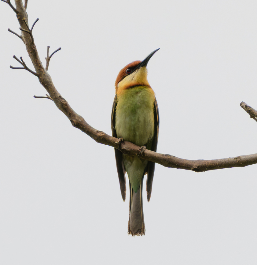 Chestnut-headed Bee-Eater, Lâm Đồng, Vietnam  Asia,Chestnut-headed Bee-Eater,Di Linh,Lâm Đồng,Merops leschenaulti,Vietnam,Vietnam 2025