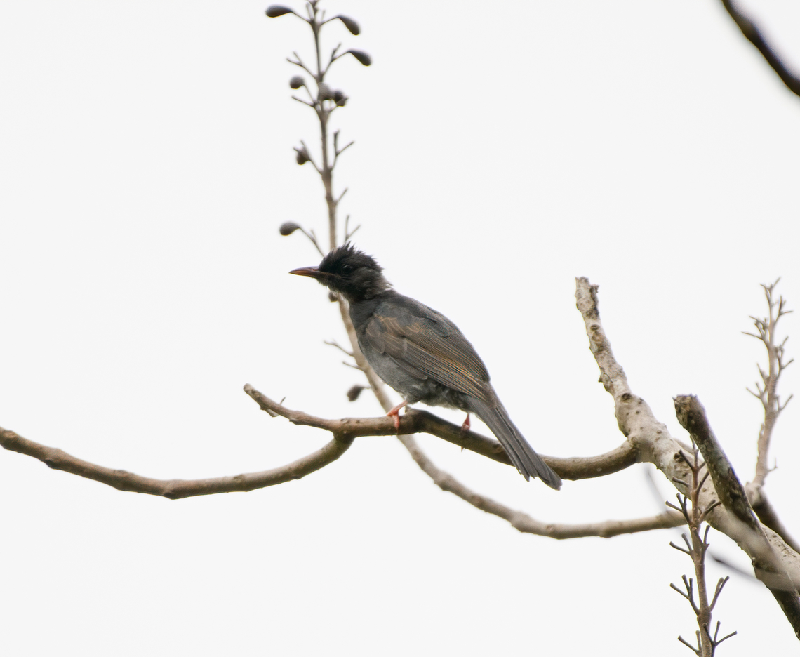 Black Bulbul, L&acirc;m Đồng, Vietnam  Asia,Black bulbul,Di Linh,Hypsipetes leucocephalus,L&acirc;m Đồng,Vietnam,Vietnam 2025