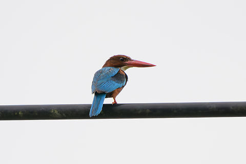 White-throated Kingfisher, L&acirc;m Đồng, Vietnam  Asia,Di Linh,Halcyon smyrnensis,L&acirc;m Đồng,Vietnam,Vietnam 2025,White-throated Kingfisher