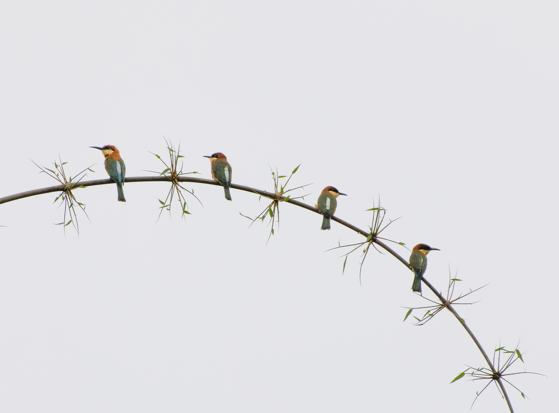 Chestnut-headed Bee-Eater, L&acirc;m Đồng, Vietnam Not a composition, there were actually four in a row. Asia,Chestnut-headed Bee-Eater,Di Linh,L&acirc;m Đồng,Merops leschenaulti,Vietnam,Vietnam 2025
