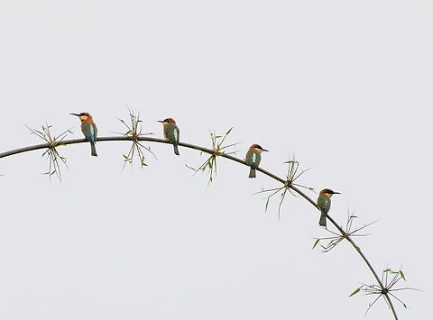 Chestnut-headed Bee-Eater, Lâm Đồng, Vietnam Not a composition, there were actually four in a row. Asia,Chestnut-headed Bee-Eater,Di Linh,Lâm Đồng,Merops leschenaulti,Vietnam,Vietnam 2025
