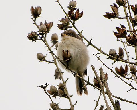 Burmese Shrike - juvenile, L&acirc;m Đồng, Vietnam A juvenile, I think. Asia,Burmese Shrike,Di Linh,Lanius collurioides,L&acirc;m Đồng,Vietnam,Vietnam 2025