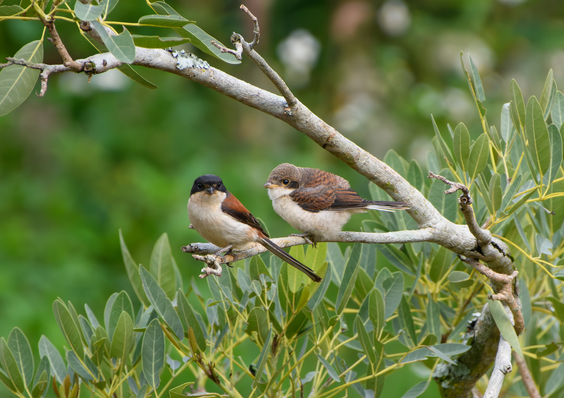 Burmese Shrike - parent and chick, L&acirc;m Đồng, Vietnam Parent and chick. Asia,Burmese Shrike,Di Linh,Lanius collurioides,L&acirc;m Đồng,Vietnam,Vietnam 2025
