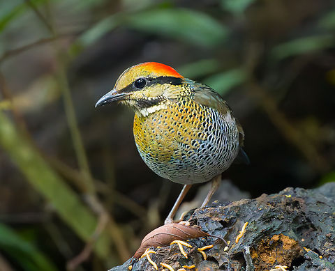 Blue Pitta - female, L&acirc;m Đồng, Vietnam Secretive bird, photographed from a hide. This is the female, which is less blue compared to the male.
https://www.jungledragon.com/image/171549/blue_pitta_-_female_lm_ng_vietnam.html
https://www.jungledragon.com/image/171550/blue_pitta_-_female_lm_ng_vietnam.html
Male:

https://www.jungledragon.com/image/171559/blue_pitta_-_male_lm_ng_vietnam.html Asia,Blue pitta,Di Linh,Hydrornis cyaneus,L&acirc;m Đồng,Vietnam,Vietnam 2025