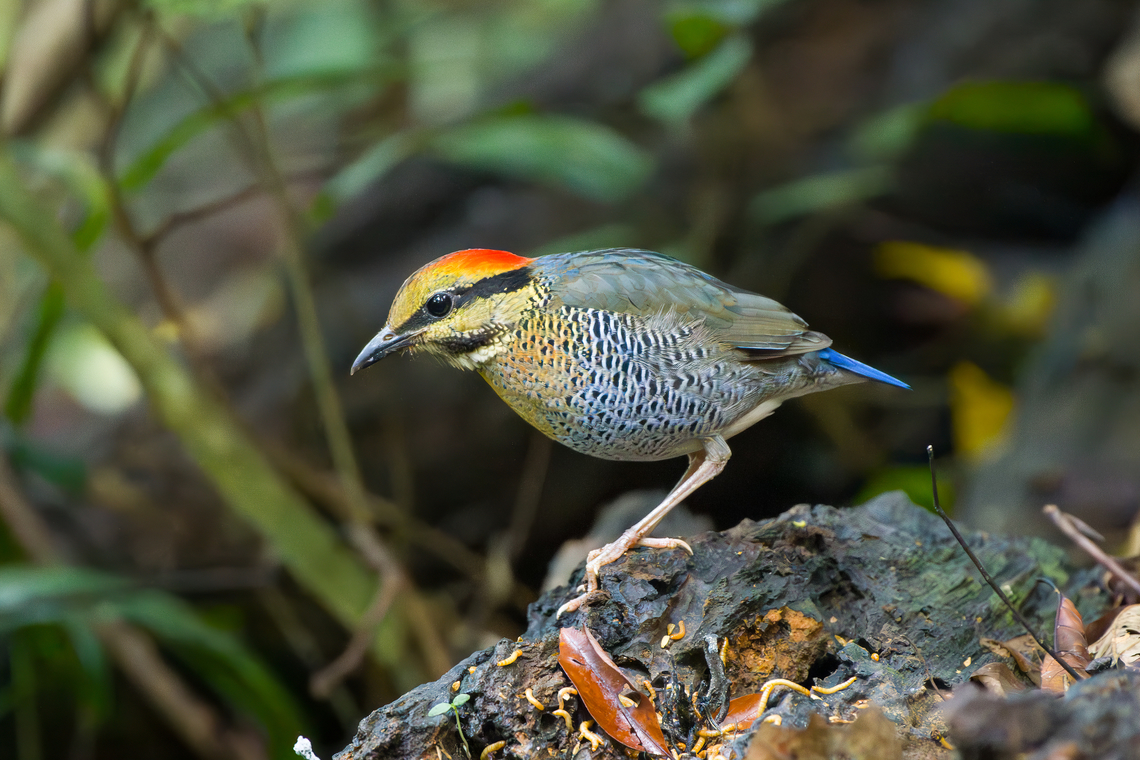 Blue Pitta - female, Lâm Đồng, Vietnam Secretive bird, photographed from a hide. This is the female, which is less blue compared to the male. <br />
<figure class="photo"><a href="https://www.jungledragon.com/image/171548/blue_pitta_-_female_lm_ng_vietnam.html" title="Blue Pitta - female, L&acirc;m Đồng, Vietnam"><img src="https://s3.amazonaws.com/media.jungledragon.com/images/2/171548_thumb.jpg?AWSAccessKeyId=05GMT0V3GWVNE7GGM1R2&Expires=1767225610&Signature=BxwdDkOmHDIhrrWCPfyVzGVKVN0%3D" width="200" height="164" alt="Blue Pitta - female, L&acirc;m Đồng, Vietnam Secretive bird, photographed from a hide. This is the female, which is less blue compared to the male.<br />
https://www.jungledragon.com/image/171549/blue_pitta_-_female_lm_ng_vietnam.html<br />
https://www.jungledragon.com/image/171550/blue_pitta_-_female_lm_ng_vietnam.html<br />
Male:<br />
<br />
https://www.jungledragon.com/image/171559/blue_pitta_-_male_lm_ng_vietnam.html Asia,Blue pitta,Di Linh,Hydrornis cyaneus,L&acirc;m Đồng,Vietnam,Vietnam 2025" /></a></figure><br />
<figure class="photo"><a href="https://www.jungledragon.com/image/171550/blue_pitta_-_female_lm_ng_vietnam.html" title="Blue Pitta - female, L&acirc;m Đồng, Vietnam"><img src="https://s3.amazonaws.com/media.jungledragon.com/images/2/171550_thumb.jpg?AWSAccessKeyId=05GMT0V3GWVNE7GGM1R2&Expires=1767225610&Signature=gNVP%2B9FXNCz3qQmtIziGE3rWWd8%3D" width="200" height="176" alt="Blue Pitta - female, L&acirc;m Đồng, Vietnam Secretive bird, photographed from a hide. This is the female, which is less blue compared to the male. <br />
https://www.jungledragon.com/image/171548/blue_pitta_-_female_lm_ng_vietnam.html<br />
https://www.jungledragon.com/image/171549/blue_pitta_-_female_lm_ng_vietnam.html<br />
Male:<br />
<br />
https://www.jungledragon.com/image/171559/blue_pitta_-_male_lm_ng_vietnam.html Asia,Blue pitta,Di Linh,Hydrornis cyaneus,L&acirc;m Đồng,Vietnam,Vietnam 2025" /></a></figure><br />
Male:<br />
<br />
<figure class="photo"><a href="https://www.jungledragon.com/image/171559/blue_pitta_-_male_lm_ng_vietnam.html" title="Blue Pitta - male, L&acirc;m Đồng, Vietnam"><img src="https://s3.amazonaws.com/media.jungledragon.com/images/2/171559_thumb.jpg?AWSAccessKeyId=05GMT0V3GWVNE7GGM1R2&Expires=1767225610&Signature=2fkGLc488wG%2F3ORTWcINQOB8fE0%3D" width="200" height="134" alt="Blue Pitta - male, L&acirc;m Đồng, Vietnam This is the male, which is more blue than the female:<br />
https://www.jungledragon.com/image/171548/blue_pitta_-_female_lm_ng_vietnam.html Asia,Blue Pitta,Di Linh,Hydrornis cyaneus,L&acirc;m Đồng,Vietnam,Vietnam 2025" /></a></figure> Asia,Blue pitta,Di Linh,Hydrornis cyaneus,Lâm Đồng,Vietnam,Vietnam 2025