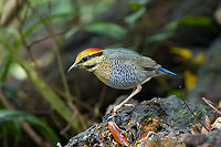 Blue Pitta - female, Lâm Đồng, Vietnam Secretive bird, photographed from a hide. This is the female, which is less blue compared to the male. <br />
https://www.jungledragon.com/image/171548/blue_pitta_-_female_lm_ng_vietnam.html<br />
https://www.jungledragon.com/image/171550/blue_pitta_-_female_lm_ng_vietnam.html<br />
Male:<br />
<br />
https://www.jungledragon.com/image/171559/blue_pitta_-_male_lm_ng_vietnam.html Asia,Blue pitta,Di Linh,Hydrornis cyaneus,Lâm Đồng,Vietnam,Vietnam 2025