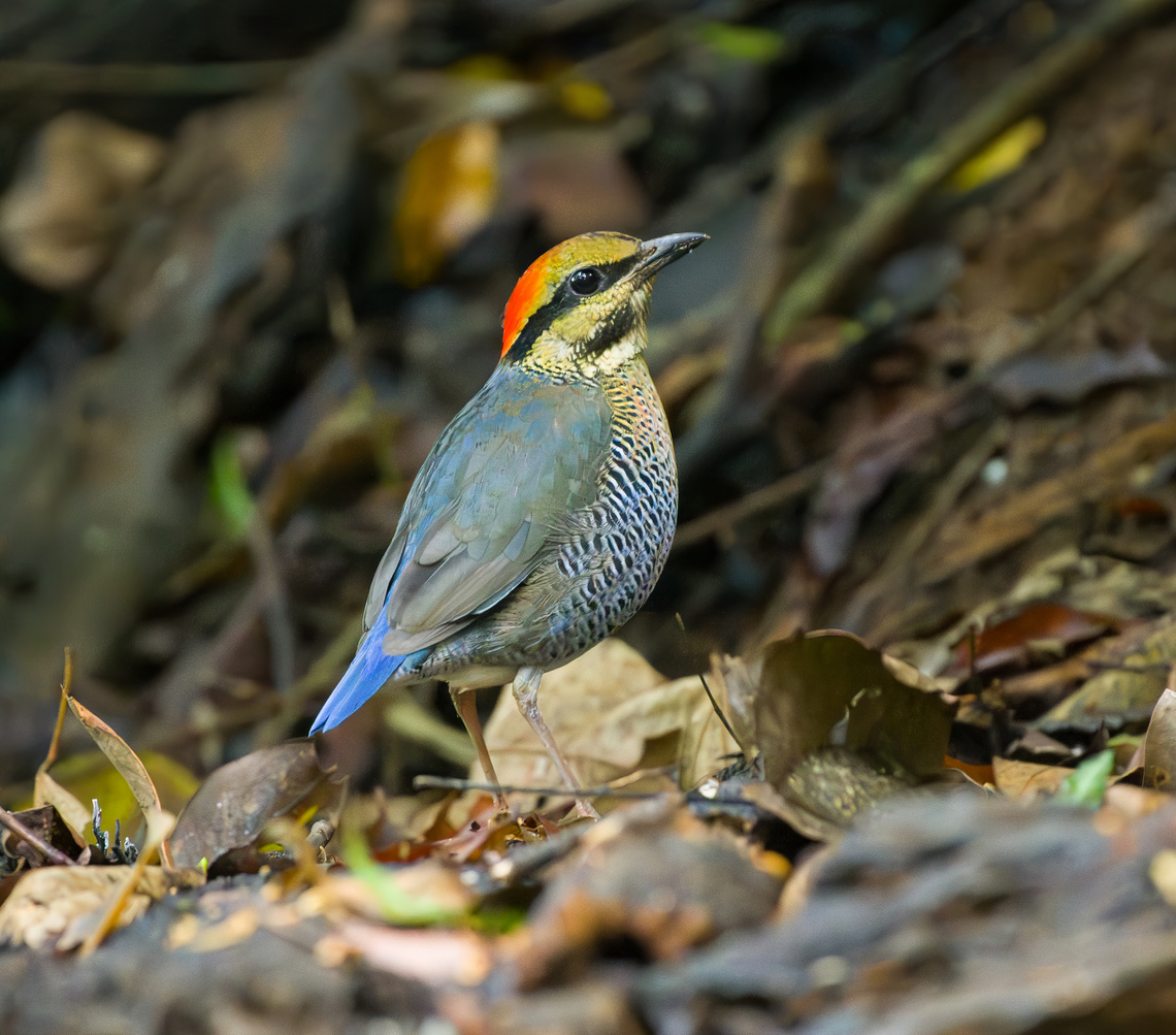 Blue Pitta - female, Lâm Đồng, Vietnam Secretive bird, photographed from a hide. This is the female, which is less blue compared to the male. <br />
<figure class="photo"><a href="https://www.jungledragon.com/image/171548/blue_pitta_-_female_lm_ng_vietnam.html" title="Blue Pitta - female, L&acirc;m Đồng, Vietnam"><img src="https://s3.amazonaws.com/media.jungledragon.com/images/2/171548_thumb.jpg?AWSAccessKeyId=05GMT0V3GWVNE7GGM1R2&Expires=1767225610&Signature=BxwdDkOmHDIhrrWCPfyVzGVKVN0%3D" width="200" height="164" alt="Blue Pitta - female, L&acirc;m Đồng, Vietnam Secretive bird, photographed from a hide. This is the female, which is less blue compared to the male.<br />
https://www.jungledragon.com/image/171549/blue_pitta_-_female_lm_ng_vietnam.html<br />
https://www.jungledragon.com/image/171550/blue_pitta_-_female_lm_ng_vietnam.html<br />
Male:<br />
<br />
https://www.jungledragon.com/image/171559/blue_pitta_-_male_lm_ng_vietnam.html Asia,Blue pitta,Di Linh,Hydrornis cyaneus,L&acirc;m Đồng,Vietnam,Vietnam 2025" /></a></figure><br />
<figure class="photo"><a href="https://www.jungledragon.com/image/171549/blue_pitta_-_female_lm_ng_vietnam.html" title="Blue Pitta - female, L&acirc;m Đồng, Vietnam"><img src="https://s3.amazonaws.com/media.jungledragon.com/images/2/171549_thumb.jpg?AWSAccessKeyId=05GMT0V3GWVNE7GGM1R2&Expires=1767225610&Signature=F1p%2FedugYguLz%2B41SCXofDRUfgk%3D" width="200" height="134" alt="Blue Pitta - female, L&acirc;m Đồng, Vietnam Secretive bird, photographed from a hide. This is the female, which is less blue compared to the male. <br />
https://www.jungledragon.com/image/171548/blue_pitta_-_female_lm_ng_vietnam.html<br />
https://www.jungledragon.com/image/171550/blue_pitta_-_female_lm_ng_vietnam.html<br />
Male:<br />
<br />
https://www.jungledragon.com/image/171559/blue_pitta_-_male_lm_ng_vietnam.html Asia,Blue pitta,Di Linh,Hydrornis cyaneus,L&acirc;m Đồng,Vietnam,Vietnam 2025" /></a></figure><br />
Male:<br />
<br />
<figure class="photo"><a href="https://www.jungledragon.com/image/171559/blue_pitta_-_male_lm_ng_vietnam.html" title="Blue Pitta - male, L&acirc;m Đồng, Vietnam"><img src="https://s3.amazonaws.com/media.jungledragon.com/images/2/171559_thumb.jpg?AWSAccessKeyId=05GMT0V3GWVNE7GGM1R2&Expires=1767225610&Signature=2fkGLc488wG%2F3ORTWcINQOB8fE0%3D" width="200" height="134" alt="Blue Pitta - male, L&acirc;m Đồng, Vietnam This is the male, which is more blue than the female:<br />
https://www.jungledragon.com/image/171548/blue_pitta_-_female_lm_ng_vietnam.html Asia,Blue Pitta,Di Linh,Hydrornis cyaneus,L&acirc;m Đồng,Vietnam,Vietnam 2025" /></a></figure> Asia,Blue pitta,Di Linh,Hydrornis cyaneus,Lâm Đồng,Vietnam,Vietnam 2025
