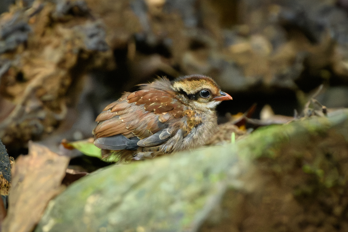 Orange-necked Partridge - chick, L&acirc;m Đồng, Vietnam Rarely observed partridge with a small population in Vietnam and Cambodia. From the hide we were fortunate to see a full family of them. <br />
<figure class="photo"><a href="https://www.jungledragon.com/image/171554/orange-necked_partridge_lm_ng_vietnam.html" title="Orange-necked Partridge, L&acirc;m Đồng, Vietnam"><img src="https://s3.amazonaws.com/media.jungledragon.com/images/2/171554_thumb.jpg?AWSAccessKeyId=05GMT0V3GWVNE7GGM1R2&Expires=1770854410&Signature=vRKyd2%2B8m%2BJQ%2BgPVBSzee149lsI%3D" width="200" height="134" alt="Orange-necked Partridge, L&acirc;m Đồng, Vietnam Rarely observed partridge with a small population in Vietnam and Cambodia. From the hide we were fortunate to see a full family of them. <br />
https://www.jungledragon.com/image/171554/orange-necked_partridge_lm_ng_vietnam.html<br />
https://www.jungledragon.com/image/171553/orange-necked_partridges_lm_ng_vietnam.html<br />
https://www.jungledragon.com/image/171555/orange-necked_partridge_-_parent_and_chick_lm_ng_vietnam.html<br />
https://www.jungledragon.com/image/171552/orange-necked_partridge_-_chick_lm_ng_vietnam.html<br />
https://www.jungledragon.com/image/171551/orange-necked_partridge_-_chick_lm_ng_vietnam.html<br />
 Arborophila davidi,Asia,Di Linh,L&acirc;m Đồng,Orange-necked partridge,Vietnam,Vietnam 2025" /></a></figure><br />
<figure class="photo"><a href="https://www.jungledragon.com/image/171553/orange-necked_partridges_lm_ng_vietnam.html" title="Orange-necked Partridges, L&acirc;m Đồng, Vietnam"><img src="https://s3.amazonaws.com/media.jungledragon.com/images/2/171553_thumb.jpg?AWSAccessKeyId=05GMT0V3GWVNE7GGM1R2&Expires=1770854410&Signature=VNGm3lFCbMm26noP5IdqLfXpd6A%3D" width="200" height="134" alt="Orange-necked Partridges, L&acirc;m Đồng, Vietnam Rarely observed partridge with a small population in Vietnam and Cambodia. From the hide we were fortunate to see a full family of them. <br />
https://www.jungledragon.com/image/171554/orange-necked_partridge_lm_ng_vietnam.html<br />
https://www.jungledragon.com/image/171553/orange-necked_partridges_lm_ng_vietnam.html<br />
https://www.jungledragon.com/image/171555/orange-necked_partridge_-_parent_and_chick_lm_ng_vietnam.html<br />
https://www.jungledragon.com/image/171552/orange-necked_partridge_-_chick_lm_ng_vietnam.html<br />
https://www.jungledragon.com/image/171551/orange-necked_partridge_-_chick_lm_ng_vietnam.html<br />
 Arborophila davidi,Asia,Di Linh,L&acirc;m Đồng,Orange-necked partridge,Vietnam,Vietnam 2025" /></a></figure><br />
<figure class="photo"><a href="https://www.jungledragon.com/image/171555/orange-necked_partridge_-_parent_and_chick_lm_ng_vietnam.html" title="Orange-necked Partridge - parent and chick, L&acirc;m Đồng, Vietnam"><img src="https://s3.amazonaws.com/media.jungledragon.com/images/2/171555_thumb.jpg?AWSAccessKeyId=05GMT0V3GWVNE7GGM1R2&Expires=1770854410&Signature=LbXGnGL8jlaiWIcNu055fwwefgM%3D" width="200" height="180" alt="Orange-necked Partridge - parent and chick, L&acirc;m Đồng, Vietnam Rarely observed partridge with a small population in Vietnam and Cambodia. From the hide we were fortunate to see a full family of them. <br />
https://www.jungledragon.com/image/171554/orange-necked_partridge_lm_ng_vietnam.html<br />
https://www.jungledragon.com/image/171553/orange-necked_partridges_lm_ng_vietnam.html<br />
https://www.jungledragon.com/image/171555/orange-necked_partridge_-_parent_and_chick_lm_ng_vietnam.html<br />
https://www.jungledragon.com/image/171552/orange-necked_partridge_-_chick_lm_ng_vietnam.html<br />
https://www.jungledragon.com/image/171551/orange-necked_partridge_-_chick_lm_ng_vietnam.html<br />
 Arborophila davidi,Asia,Di Linh,L&acirc;m Đồng,Orange-necked partridge,Vietnam,Vietnam 2025" /></a></figure><br />
<figure class="photo"><a href="https://www.jungledragon.com/image/171552/orange-necked_partridge_-_chick_lm_ng_vietnam.html" title="Orange-necked Partridge - chick, L&acirc;m Đồng, Vietnam"><img src="https://s3.amazonaws.com/media.jungledragon.com/images/2/171552_thumb.jpg?AWSAccessKeyId=05GMT0V3GWVNE7GGM1R2&Expires=1770854410&Signature=wrja9iDDVyKaaIzIQqPrbmUkKRk%3D" width="200" height="176" alt="Orange-necked Partridge - chick, L&acirc;m Đồng, Vietnam Rarely observed partridge with a small population in Vietnam and Cambodia. From the hide we were fortunate to see a full family of them. <br />
https://www.jungledragon.com/image/171554/orange-necked_partridge_lm_ng_vietnam.html<br />
https://www.jungledragon.com/image/171553/orange-necked_partridges_lm_ng_vietnam.html<br />
https://www.jungledragon.com/image/171555/orange-necked_partridge_-_parent_and_chick_lm_ng_vietnam.html<br />
https://www.jungledragon.com/image/171552/orange-necked_partridge_-_chick_lm_ng_vietnam.html<br />
https://www.jungledragon.com/image/171551/orange-necked_partridge_-_chick_lm_ng_vietnam.html<br />
 Arborophila davidi,Asia,Di Linh,L&acirc;m Đồng,Orange-necked partridge,Vietnam,Vietnam 2025" /></a></figure><br />
<figure class="photo"><a href="https://www.jungledragon.com/image/171551/orange-necked_partridge_-_chick_lm_ng_vietnam.html" title="Orange-necked Partridge - chick, L&acirc;m Đồng, Vietnam"><img src="https://s3.amazonaws.com/media.jungledragon.com/images/2/171551_thumb.jpg?AWSAccessKeyId=05GMT0V3GWVNE7GGM1R2&Expires=1770854410&Signature=Ar9UkS9tNtqprTusgZuacyX9s2I%3D" width="200" height="134" alt="Orange-necked Partridge - chick, L&acirc;m Đồng, Vietnam Rarely observed partridge with a small population in Vietnam and Cambodia. From the hide we were fortunate to see a full family of them. <br />
https://www.jungledragon.com/image/171554/orange-necked_partridge_lm_ng_vietnam.html<br />
https://www.jungledragon.com/image/171553/orange-necked_partridges_lm_ng_vietnam.html<br />
https://www.jungledragon.com/image/171555/orange-necked_partridge_-_parent_and_chick_lm_ng_vietnam.html<br />
https://www.jungledragon.com/image/171552/orange-necked_partridge_-_chick_lm_ng_vietnam.html<br />
https://www.jungledragon.com/image/171551/orange-necked_partridge_-_chick_lm_ng_vietnam.html<br />
 Arborophila davidi,Asia,Di Linh,L&acirc;m Đồng,Orange-necked partridge,Vietnam,Vietnam 2025" /></a></figure><br />
 Arborophila davidi,Asia,Di Linh,L&acirc;m Đồng,Orange-necked partridge,Vietnam,Vietnam 2025
