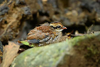 Orange-necked Partridge - chick, Lâm Đồng, Vietnam Rarely observed partridge with a small population in Vietnam and Cambodia. From the hide we were fortunate to see a full family of them. <br />
https://www.jungledragon.com/image/171554/orange-necked_partridge_lm_ng_vietnam.html<br />
https://www.jungledragon.com/image/171553/orange-necked_partridges_lm_ng_vietnam.html<br />
https://www.jungledragon.com/image/171555/orange-necked_partridge_-_parent_and_chick_lm_ng_vietnam.html<br />
https://www.jungledragon.com/image/171552/orange-necked_partridge_-_chick_lm_ng_vietnam.html<br />
https://www.jungledragon.com/image/171551/orange-necked_partridge_-_chick_lm_ng_vietnam.html<br />
Arborophila davidi,Asia,Di Linh,Lâm Đồng,Orange-necked partridge,Vietnam,Vietnam 2025