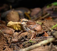 Orange-necked Partridge - chick, Lâm Đồng, Vietnam Rarely observed partridge with a small population in Vietnam and Cambodia. From the hide we were fortunate to see a full family of them. <br />
https://www.jungledragon.com/image/171554/orange-necked_partridge_lm_ng_vietnam.html<br />
https://www.jungledragon.com/image/171553/orange-necked_partridges_lm_ng_vietnam.html<br />
https://www.jungledragon.com/image/171555/orange-necked_partridge_-_parent_and_chick_lm_ng_vietnam.html<br />
https://www.jungledragon.com/image/171552/orange-necked_partridge_-_chick_lm_ng_vietnam.html<br />
https://www.jungledragon.com/image/171551/orange-necked_partridge_-_chick_lm_ng_vietnam.html<br />
 Arborophila davidi,Asia,Di Linh,Lâm Đồng,Orange-necked partridge,Vietnam,Vietnam 2025