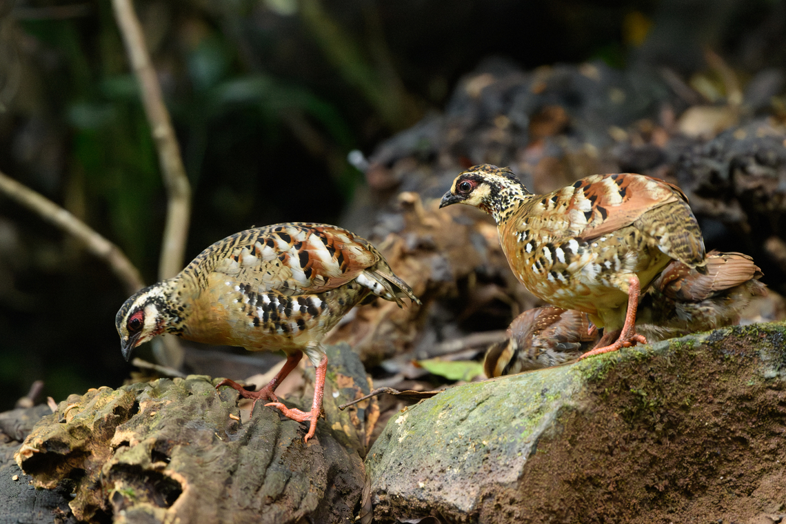 Orange-necked Partridges, Lâm Đồng, Vietnam Rarely observed partridge with a small population in Vietnam and Cambodia. From the hide we were fortunate to see a full family of them. <br />
<figure class="photo"><a href="https://www.jungledragon.com/image/171554/orange-necked_partridge_lm_ng_vietnam.html" title="Orange-necked Partridge, L&acirc;m Đồng, Vietnam"><img src="https://s3.amazonaws.com/media.jungledragon.com/images/2/171554_thumb.jpg?AWSAccessKeyId=05GMT0V3GWVNE7GGM1R2&Expires=1767225610&Signature=vfCROPpRSF3ZgA2fWZAYnA1nLtM%3D" width="200" height="134" alt="Orange-necked Partridge, L&acirc;m Đồng, Vietnam Rarely observed partridge with a small population in Vietnam and Cambodia. From the hide we were fortunate to see a full family of them. <br />
https://www.jungledragon.com/image/171554/orange-necked_partridge_lm_ng_vietnam.html<br />
https://www.jungledragon.com/image/171553/orange-necked_partridges_lm_ng_vietnam.html<br />
https://www.jungledragon.com/image/171555/orange-necked_partridge_-_parent_and_chick_lm_ng_vietnam.html<br />
https://www.jungledragon.com/image/171552/orange-necked_partridge_-_chick_lm_ng_vietnam.html<br />
https://www.jungledragon.com/image/171551/orange-necked_partridge_-_chick_lm_ng_vietnam.html<br />
 Arborophila davidi,Asia,Di Linh,L&acirc;m Đồng,Orange-necked partridge,Vietnam,Vietnam 2025" /></a></figure><br />
<figure class="photo"><a href="https://www.jungledragon.com/image/171553/orange-necked_partridges_lm_ng_vietnam.html" title="Orange-necked Partridges, L&acirc;m Đồng, Vietnam"><img src="https://s3.amazonaws.com/media.jungledragon.com/images/2/171553_thumb.jpg?AWSAccessKeyId=05GMT0V3GWVNE7GGM1R2&Expires=1767225610&Signature=SHn7iVYEacDPNr2%2FAw3kmFrmcgc%3D" width="200" height="134" alt="Orange-necked Partridges, L&acirc;m Đồng, Vietnam Rarely observed partridge with a small population in Vietnam and Cambodia. From the hide we were fortunate to see a full family of them. <br />
https://www.jungledragon.com/image/171554/orange-necked_partridge_lm_ng_vietnam.html<br />
https://www.jungledragon.com/image/171553/orange-necked_partridges_lm_ng_vietnam.html<br />
https://www.jungledragon.com/image/171555/orange-necked_partridge_-_parent_and_chick_lm_ng_vietnam.html<br />
https://www.jungledragon.com/image/171552/orange-necked_partridge_-_chick_lm_ng_vietnam.html<br />
https://www.jungledragon.com/image/171551/orange-necked_partridge_-_chick_lm_ng_vietnam.html<br />
 Arborophila davidi,Asia,Di Linh,L&acirc;m Đồng,Orange-necked partridge,Vietnam,Vietnam 2025" /></a></figure><br />
<figure class="photo"><a href="https://www.jungledragon.com/image/171555/orange-necked_partridge_-_parent_and_chick_lm_ng_vietnam.html" title="Orange-necked Partridge - parent and chick, L&acirc;m Đồng, Vietnam"><img src="https://s3.amazonaws.com/media.jungledragon.com/images/2/171555_thumb.jpg?AWSAccessKeyId=05GMT0V3GWVNE7GGM1R2&Expires=1767225610&Signature=Wco4Iyfe%2FbHi7JiL2lqqccMv65U%3D" width="200" height="180" alt="Orange-necked Partridge - parent and chick, L&acirc;m Đồng, Vietnam Rarely observed partridge with a small population in Vietnam and Cambodia. From the hide we were fortunate to see a full family of them. <br />
https://www.jungledragon.com/image/171554/orange-necked_partridge_lm_ng_vietnam.html<br />
https://www.jungledragon.com/image/171553/orange-necked_partridges_lm_ng_vietnam.html<br />
https://www.jungledragon.com/image/171555/orange-necked_partridge_-_parent_and_chick_lm_ng_vietnam.html<br />
https://www.jungledragon.com/image/171552/orange-necked_partridge_-_chick_lm_ng_vietnam.html<br />
https://www.jungledragon.com/image/171551/orange-necked_partridge_-_chick_lm_ng_vietnam.html<br />
 Arborophila davidi,Asia,Di Linh,L&acirc;m Đồng,Orange-necked partridge,Vietnam,Vietnam 2025" /></a></figure><br />
<figure class="photo"><a href="https://www.jungledragon.com/image/171552/orange-necked_partridge_-_chick_lm_ng_vietnam.html" title="Orange-necked Partridge - chick, L&acirc;m Đồng, Vietnam"><img src="https://s3.amazonaws.com/media.jungledragon.com/images/2/171552_thumb.jpg?AWSAccessKeyId=05GMT0V3GWVNE7GGM1R2&Expires=1767225610&Signature=fPZttu2sT3CGT4b0pC%2FA3xJ4er8%3D" width="200" height="176" alt="Orange-necked Partridge - chick, L&acirc;m Đồng, Vietnam Rarely observed partridge with a small population in Vietnam and Cambodia. From the hide we were fortunate to see a full family of them. <br />
https://www.jungledragon.com/image/171554/orange-necked_partridge_lm_ng_vietnam.html<br />
https://www.jungledragon.com/image/171553/orange-necked_partridges_lm_ng_vietnam.html<br />
https://www.jungledragon.com/image/171555/orange-necked_partridge_-_parent_and_chick_lm_ng_vietnam.html<br />
https://www.jungledragon.com/image/171552/orange-necked_partridge_-_chick_lm_ng_vietnam.html<br />
https://www.jungledragon.com/image/171551/orange-necked_partridge_-_chick_lm_ng_vietnam.html<br />
 Arborophila davidi,Asia,Di Linh,L&acirc;m Đồng,Orange-necked partridge,Vietnam,Vietnam 2025" /></a></figure><br />
<figure class="photo"><a href="https://www.jungledragon.com/image/171551/orange-necked_partridge_-_chick_lm_ng_vietnam.html" title="Orange-necked Partridge - chick, L&acirc;m Đồng, Vietnam"><img src="https://s3.amazonaws.com/media.jungledragon.com/images/2/171551_thumb.jpg?AWSAccessKeyId=05GMT0V3GWVNE7GGM1R2&Expires=1767225610&Signature=u261z4vkFIYlPVyx8NORVQ685DE%3D" width="200" height="134" alt="Orange-necked Partridge - chick, L&acirc;m Đồng, Vietnam Rarely observed partridge with a small population in Vietnam and Cambodia. From the hide we were fortunate to see a full family of them. <br />
https://www.jungledragon.com/image/171554/orange-necked_partridge_lm_ng_vietnam.html<br />
https://www.jungledragon.com/image/171553/orange-necked_partridges_lm_ng_vietnam.html<br />
https://www.jungledragon.com/image/171555/orange-necked_partridge_-_parent_and_chick_lm_ng_vietnam.html<br />
https://www.jungledragon.com/image/171552/orange-necked_partridge_-_chick_lm_ng_vietnam.html<br />
https://www.jungledragon.com/image/171551/orange-necked_partridge_-_chick_lm_ng_vietnam.html<br />
 Arborophila davidi,Asia,Di Linh,L&acirc;m Đồng,Orange-necked partridge,Vietnam,Vietnam 2025" /></a></figure><br />
 Arborophila davidi,Asia,Di Linh,Lâm Đồng,Orange-necked partridge,Vietnam,Vietnam 2025