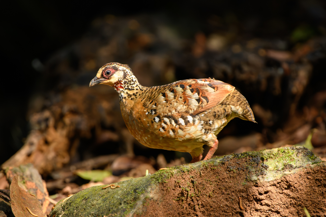 Orange-necked Partridge, Lâm Đồng, Vietnam Rarely observed partridge with a small population in Vietnam and Cambodia. From the hide we were fortunate to see a full family of them. <br />
<figure class="photo"><a href="https://www.jungledragon.com/image/171554/orange-necked_partridge_lm_ng_vietnam.html" title="Orange-necked Partridge, L&acirc;m Đồng, Vietnam"><img src="https://s3.amazonaws.com/media.jungledragon.com/images/2/171554_thumb.jpg?AWSAccessKeyId=05GMT0V3GWVNE7GGM1R2&Expires=1767225610&Signature=vfCROPpRSF3ZgA2fWZAYnA1nLtM%3D" width="200" height="134" alt="Orange-necked Partridge, L&acirc;m Đồng, Vietnam Rarely observed partridge with a small population in Vietnam and Cambodia. From the hide we were fortunate to see a full family of them. <br />
https://www.jungledragon.com/image/171554/orange-necked_partridge_lm_ng_vietnam.html<br />
https://www.jungledragon.com/image/171553/orange-necked_partridges_lm_ng_vietnam.html<br />
https://www.jungledragon.com/image/171555/orange-necked_partridge_-_parent_and_chick_lm_ng_vietnam.html<br />
https://www.jungledragon.com/image/171552/orange-necked_partridge_-_chick_lm_ng_vietnam.html<br />
https://www.jungledragon.com/image/171551/orange-necked_partridge_-_chick_lm_ng_vietnam.html<br />
 Arborophila davidi,Asia,Di Linh,L&acirc;m Đồng,Orange-necked partridge,Vietnam,Vietnam 2025" /></a></figure><br />
<figure class="photo"><a href="https://www.jungledragon.com/image/171553/orange-necked_partridges_lm_ng_vietnam.html" title="Orange-necked Partridges, L&acirc;m Đồng, Vietnam"><img src="https://s3.amazonaws.com/media.jungledragon.com/images/2/171553_thumb.jpg?AWSAccessKeyId=05GMT0V3GWVNE7GGM1R2&Expires=1767225610&Signature=SHn7iVYEacDPNr2%2FAw3kmFrmcgc%3D" width="200" height="134" alt="Orange-necked Partridges, L&acirc;m Đồng, Vietnam Rarely observed partridge with a small population in Vietnam and Cambodia. From the hide we were fortunate to see a full family of them. <br />
https://www.jungledragon.com/image/171554/orange-necked_partridge_lm_ng_vietnam.html<br />
https://www.jungledragon.com/image/171553/orange-necked_partridges_lm_ng_vietnam.html<br />
https://www.jungledragon.com/image/171555/orange-necked_partridge_-_parent_and_chick_lm_ng_vietnam.html<br />
https://www.jungledragon.com/image/171552/orange-necked_partridge_-_chick_lm_ng_vietnam.html<br />
https://www.jungledragon.com/image/171551/orange-necked_partridge_-_chick_lm_ng_vietnam.html<br />
 Arborophila davidi,Asia,Di Linh,L&acirc;m Đồng,Orange-necked partridge,Vietnam,Vietnam 2025" /></a></figure><br />
<figure class="photo"><a href="https://www.jungledragon.com/image/171555/orange-necked_partridge_-_parent_and_chick_lm_ng_vietnam.html" title="Orange-necked Partridge - parent and chick, L&acirc;m Đồng, Vietnam"><img src="https://s3.amazonaws.com/media.jungledragon.com/images/2/171555_thumb.jpg?AWSAccessKeyId=05GMT0V3GWVNE7GGM1R2&Expires=1767225610&Signature=Wco4Iyfe%2FbHi7JiL2lqqccMv65U%3D" width="200" height="180" alt="Orange-necked Partridge - parent and chick, L&acirc;m Đồng, Vietnam Rarely observed partridge with a small population in Vietnam and Cambodia. From the hide we were fortunate to see a full family of them. <br />
https://www.jungledragon.com/image/171554/orange-necked_partridge_lm_ng_vietnam.html<br />
https://www.jungledragon.com/image/171553/orange-necked_partridges_lm_ng_vietnam.html<br />
https://www.jungledragon.com/image/171555/orange-necked_partridge_-_parent_and_chick_lm_ng_vietnam.html<br />
https://www.jungledragon.com/image/171552/orange-necked_partridge_-_chick_lm_ng_vietnam.html<br />
https://www.jungledragon.com/image/171551/orange-necked_partridge_-_chick_lm_ng_vietnam.html<br />
 Arborophila davidi,Asia,Di Linh,L&acirc;m Đồng,Orange-necked partridge,Vietnam,Vietnam 2025" /></a></figure><br />
<figure class="photo"><a href="https://www.jungledragon.com/image/171552/orange-necked_partridge_-_chick_lm_ng_vietnam.html" title="Orange-necked Partridge - chick, L&acirc;m Đồng, Vietnam"><img src="https://s3.amazonaws.com/media.jungledragon.com/images/2/171552_thumb.jpg?AWSAccessKeyId=05GMT0V3GWVNE7GGM1R2&Expires=1767225610&Signature=fPZttu2sT3CGT4b0pC%2FA3xJ4er8%3D" width="200" height="176" alt="Orange-necked Partridge - chick, L&acirc;m Đồng, Vietnam Rarely observed partridge with a small population in Vietnam and Cambodia. From the hide we were fortunate to see a full family of them. <br />
https://www.jungledragon.com/image/171554/orange-necked_partridge_lm_ng_vietnam.html<br />
https://www.jungledragon.com/image/171553/orange-necked_partridges_lm_ng_vietnam.html<br />
https://www.jungledragon.com/image/171555/orange-necked_partridge_-_parent_and_chick_lm_ng_vietnam.html<br />
https://www.jungledragon.com/image/171552/orange-necked_partridge_-_chick_lm_ng_vietnam.html<br />
https://www.jungledragon.com/image/171551/orange-necked_partridge_-_chick_lm_ng_vietnam.html<br />
 Arborophila davidi,Asia,Di Linh,L&acirc;m Đồng,Orange-necked partridge,Vietnam,Vietnam 2025" /></a></figure><br />
<figure class="photo"><a href="https://www.jungledragon.com/image/171551/orange-necked_partridge_-_chick_lm_ng_vietnam.html" title="Orange-necked Partridge - chick, L&acirc;m Đồng, Vietnam"><img src="https://s3.amazonaws.com/media.jungledragon.com/images/2/171551_thumb.jpg?AWSAccessKeyId=05GMT0V3GWVNE7GGM1R2&Expires=1767225610&Signature=u261z4vkFIYlPVyx8NORVQ685DE%3D" width="200" height="134" alt="Orange-necked Partridge - chick, L&acirc;m Đồng, Vietnam Rarely observed partridge with a small population in Vietnam and Cambodia. From the hide we were fortunate to see a full family of them. <br />
https://www.jungledragon.com/image/171554/orange-necked_partridge_lm_ng_vietnam.html<br />
https://www.jungledragon.com/image/171553/orange-necked_partridges_lm_ng_vietnam.html<br />
https://www.jungledragon.com/image/171555/orange-necked_partridge_-_parent_and_chick_lm_ng_vietnam.html<br />
https://www.jungledragon.com/image/171552/orange-necked_partridge_-_chick_lm_ng_vietnam.html<br />
https://www.jungledragon.com/image/171551/orange-necked_partridge_-_chick_lm_ng_vietnam.html<br />
 Arborophila davidi,Asia,Di Linh,L&acirc;m Đồng,Orange-necked partridge,Vietnam,Vietnam 2025" /></a></figure><br />
 Arborophila davidi,Asia,Di Linh,Lâm Đồng,Orange-necked partridge,Vietnam,Vietnam 2025