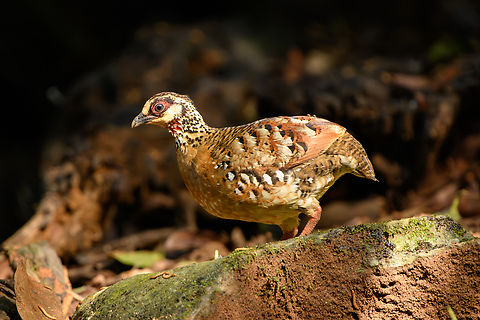 Orange-necked Partridge, Lâm Đồng, Vietnam Rarely observed partridge with a small population in Vietnam and Cambodia. From the hide we were fortunate to see a full family of them. 
https://www.jungledragon.com/image/171554/orange-necked_partridge_lm_ng_vietnam.html
https://www.jungledragon.com/image/171553/orange-necked_partridges_lm_ng_vietnam.html
https://www.jungledragon.com/image/171555/orange-necked_partridge_-_parent_and_chick_lm_ng_vietnam.html
https://www.jungledragon.com/image/171552/orange-necked_partridge_-_chick_lm_ng_vietnam.html
https://www.jungledragon.com/image/171551/orange-necked_partridge_-_chick_lm_ng_vietnam.html
 Arborophila davidi,Asia,Di Linh,Lâm Đồng,Orange-necked partridge,Vietnam,Vietnam 2025
