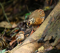 Orange-necked Partridge - parent and chick, Lâm Đồng, Vietnam Rarely observed partridge with a small population in Vietnam and Cambodia. From the hide we were fortunate to see a full family of them. <br />
https://www.jungledragon.com/image/171554/orange-necked_partridge_lm_ng_vietnam.html<br />
https://www.jungledragon.com/image/171553/orange-necked_partridges_lm_ng_vietnam.html<br />
https://www.jungledragon.com/image/171555/orange-necked_partridge_-_parent_and_chick_lm_ng_vietnam.html<br />
https://www.jungledragon.com/image/171552/orange-necked_partridge_-_chick_lm_ng_vietnam.html<br />
https://www.jungledragon.com/image/171551/orange-necked_partridge_-_chick_lm_ng_vietnam.html<br />
 Arborophila davidi,Asia,Di Linh,Lâm Đồng,Orange-necked partridge,Vietnam,Vietnam 2025