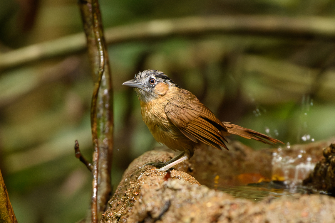 Grey-throated Babbler, Lâm Đồng, Vietnam  Asia,Di Linh,Grey-throated babbler,Lâm Đồng,Stachyris nigriceps,Vietnam,Vietnam 2025