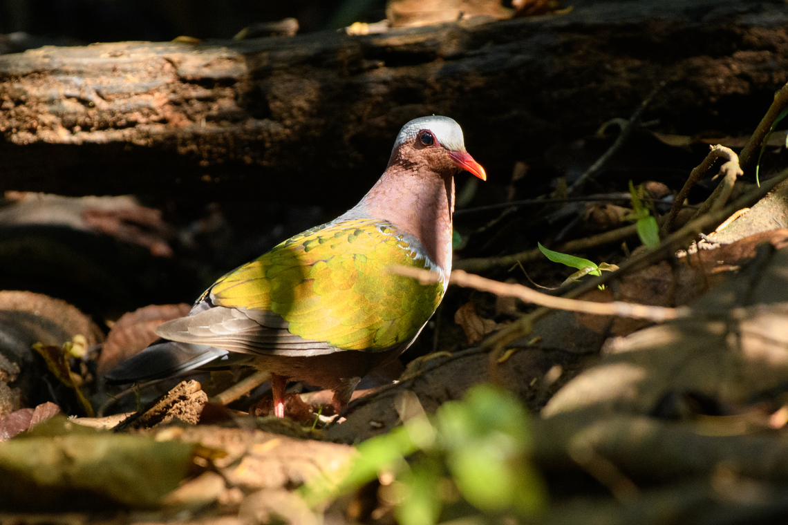Asian Emerald Dove, Lâm Đồng, Vietnam  Asia,Chalcophaps indica,Common emerald dove,Di Linh,Lâm Đồng,Vietnam,Vietnam 2025