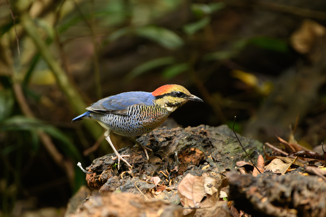 Blue Pitta - male, Lâm Đồng, Vietnam This is the male, which is more blue than the female:<br />
<figure class="photo"><a href="https://www.jungledragon.com/image/171548/blue_pitta_-_female_lm_ng_vietnam.html" title="Blue Pitta - female, L&acirc;m Đồng, Vietnam"><img src="https://s3.amazonaws.com/media.jungledragon.com/images/2/171548_thumb.jpg?AWSAccessKeyId=05GMT0V3GWVNE7GGM1R2&Expires=1767225610&Signature=BxwdDkOmHDIhrrWCPfyVzGVKVN0%3D" width="200" height="164" alt="Blue Pitta - female, L&acirc;m Đồng, Vietnam Secretive bird, photographed from a hide. This is the female, which is less blue compared to the male.<br />
https://www.jungledragon.com/image/171549/blue_pitta_-_female_lm_ng_vietnam.html<br />
https://www.jungledragon.com/image/171550/blue_pitta_-_female_lm_ng_vietnam.html<br />
Male:<br />
<br />
https://www.jungledragon.com/image/171559/blue_pitta_-_male_lm_ng_vietnam.html Asia,Blue pitta,Di Linh,Hydrornis cyaneus,L&acirc;m Đồng,Vietnam,Vietnam 2025" /></a></figure> Asia,Blue Pitta,Di Linh,Hydrornis cyaneus,Lâm Đồng,Vietnam,Vietnam 2025