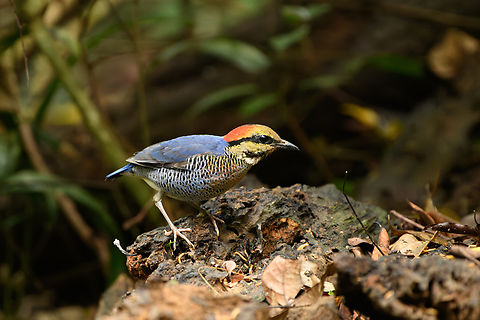 Blue Pitta - male, L&acirc;m Đồng, Vietnam This is the male, which is more blue than the female:
https://www.jungledragon.com/image/171548/blue_pitta_-_female_lm_ng_vietnam.html Asia,Blue Pitta,Di Linh,Hydrornis cyaneus,L&acirc;m Đồng,Vietnam,Vietnam 2025