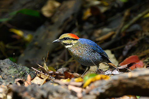 Blue Pitta - male, Lâm Đồng, Vietnam This is the male, which is more blue than the female:
https://www.jungledragon.com/image/171548/blue_pitta_-_female_lm_ng_vietnam.html Asia,Blue Pitta,Di Linh,Hydrornis cyaneus,Lâm Đồng,Vietnam,Vietnam 2025