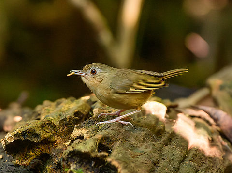 Buff-breasted Babbler, Lâm Đồng, Vietnam  Asia,Buff-breasted Babbler,Di Linh,Lâm Đồng,Pellorneum tickelli,Vietnam,Vietnam 2025