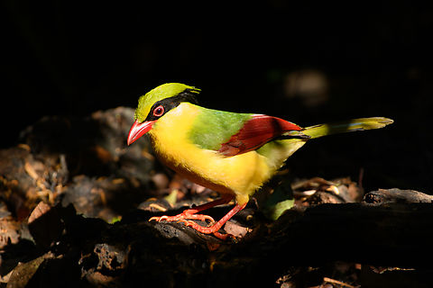 Indochinese Green Magpie, Lâm Đồng, Vietnam Day 2 of seeing this vivid bird so a few bonus shots.
https://www.jungledragon.com/image/171572/indochinese_green_magpie_lm_ng_vietnam.html
https://www.jungledragon.com/image/171571/indochinese_green_magpie_lm_ng_vietnam.html
 Asia,Cissa hypoleuca,Di Linh,Indochinese Green Magpie,Lâm Đồng,Vietnam,Vietnam 2025