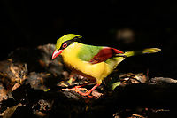 Indochinese Green Magpie, Lâm Đồng, Vietnam Day 2 of seeing this vivid bird so a few bonus shots.<br />
https://www.jungledragon.com/image/171572/indochinese_green_magpie_lm_ng_vietnam.html<br />
https://www.jungledragon.com/image/171571/indochinese_green_magpie_lm_ng_vietnam.html<br />
Asia,Cissa hypoleuca,Di Linh,Indochinese Green Magpie,Lâm Đồng,Vietnam,Vietnam 2025