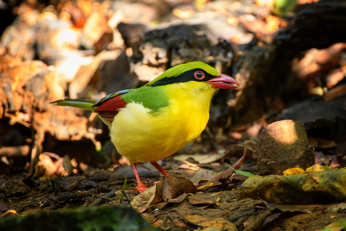 Indochinese Green Magpie, Lâm Đồng, Vietnam Day 2 of seeing this vivid bird so a few bonus shots.<br />
<figure class="photo"><a href="https://www.jungledragon.com/image/171570/indochinese_green_magpie_lm_ng_vietnam.html" title="Indochinese Green Magpie, L&acirc;m Đồng, Vietnam"><img src="https://s3.amazonaws.com/media.jungledragon.com/images/2/171570_thumb.jpg?AWSAccessKeyId=05GMT0V3GWVNE7GGM1R2&Expires=1767225610&Signature=ZSLA0qaIoEZbXTqk9iMthw7m1ZA%3D" width="200" height="134" alt="Indochinese Green Magpie, L&acirc;m Đồng, Vietnam Day 2 of seeing this vivid bird so a few bonus shots.<br />
https://www.jungledragon.com/image/171572/indochinese_green_magpie_lm_ng_vietnam.html<br />
https://www.jungledragon.com/image/171571/indochinese_green_magpie_lm_ng_vietnam.html<br />
 Asia,Cissa hypoleuca,Di Linh,Indochinese Green Magpie,L&acirc;m Đồng,Vietnam,Vietnam 2025" /></a></figure><br />
<figure class="photo"><a href="https://www.jungledragon.com/image/171572/indochinese_green_magpie_lm_ng_vietnam.html" title="Indochinese Green Magpie, L&acirc;m Đồng, Vietnam"><img src="https://s3.amazonaws.com/media.jungledragon.com/images/2/171572_thumb.jpg?AWSAccessKeyId=05GMT0V3GWVNE7GGM1R2&Expires=1767225610&Signature=629kRVnC0mEXSKJvR6zCpX3DGog%3D" width="200" height="134" alt="Indochinese Green Magpie, L&acirc;m Đồng, Vietnam Day 2 of seeing this vivid bird so a few bonus shots.<br />
https://www.jungledragon.com/image/171570/indochinese_green_magpie_lm_ng_vietnam.html<br />
https://www.jungledragon.com/image/171571/indochinese_green_magpie_lm_ng_vietnam.html Asia,Cissa hypoleuca,Di Linh,Indochinese Green Magpie,L&acirc;m Đồng,Vietnam,Vietnam 2025" /></a></figure> Asia,Cissa hypoleuca,Di Linh,Indochinese Green Magpie,Lâm Đồng,Vietnam,Vietnam 2025