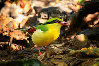 Indochinese Green Magpie, Lâm Đồng, Vietnam Day 2 of seeing this vivid bird so a few bonus shots.<br />
https://www.jungledragon.com/image/171570/indochinese_green_magpie_lm_ng_vietnam.html<br />
https://www.jungledragon.com/image/171572/indochinese_green_magpie_lm_ng_vietnam.html Asia,Cissa hypoleuca,Di Linh,Indochinese Green Magpie,Lâm Đồng,Vietnam,Vietnam 2025