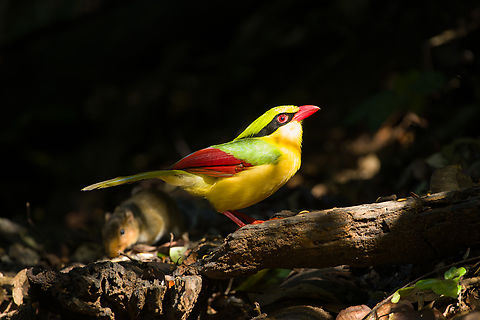 Indochinese Green Magpie, Lâm Đồng, Vietnam Day 2 of seeing this vivid bird so a few bonus shots.
https://www.jungledragon.com/image/171570/indochinese_green_magpie_lm_ng_vietnam.html
https://www.jungledragon.com/image/171571/indochinese_green_magpie_lm_ng_vietnam.html Asia,Cissa hypoleuca,Di Linh,Indochinese Green Magpie,Lâm Đồng,Vietnam,Vietnam 2025