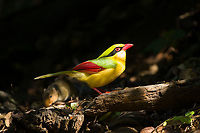 Indochinese Green Magpie, Lâm Đồng, Vietnam Day 2 of seeing this vivid bird so a few bonus shots.<br />
https://www.jungledragon.com/image/171570/indochinese_green_magpie_lm_ng_vietnam.html<br />
https://www.jungledragon.com/image/171571/indochinese_green_magpie_lm_ng_vietnam.html Asia,Cissa hypoleuca,Di Linh,Indochinese Green Magpie,Lâm Đồng,Vietnam,Vietnam 2025