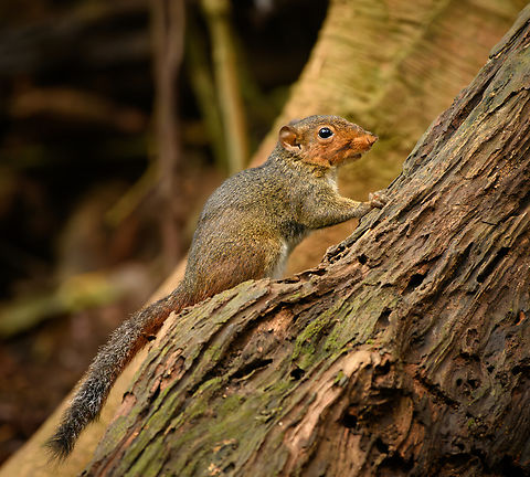 Asian Red-cheeked Squirrel, Lâm Đồng, Vietnam  Asia,Asian Red-cheeked Squirrel,Di Linh,Dremomys rufigenis,Lâm Đồng,Vietnam,Vietnam 2025