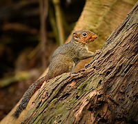 Asian Red-cheeked Squirrel, Lâm Đồng, Vietnam  Asia,Asian Red-cheeked Squirrel,Di Linh,Dremomys rufigenis,Lâm Đồng,Vietnam,Vietnam 2025