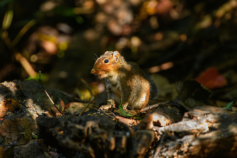 Asian Red-cheeked Squirrel