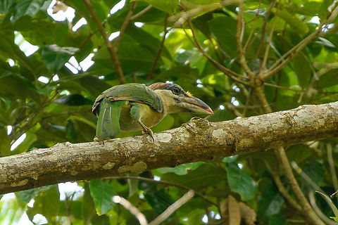 Red-vented Barbet, L&acirc;m Đồng, Vietnam  Asia,Di Linh,L&acirc;m Đồng,Psilopogon lagrandieri,Red-vented barbet,Vietnam,Vietnam 2025