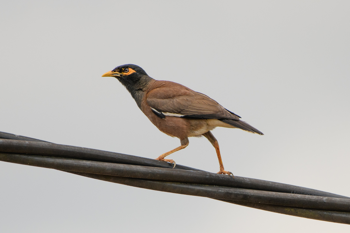 Common Myna, Lâm Đồng, Vietnam  Acridotheres tristis,Asia,Common myna,Di Linh,Lâm Đồng,Vietnam,Vietnam 2025