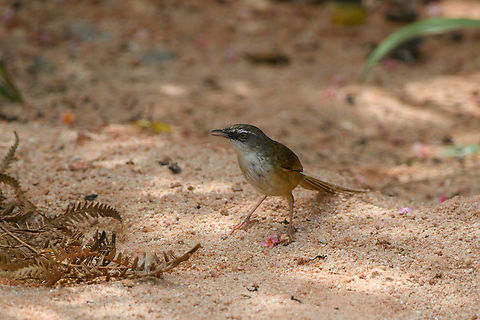 Hill Prinia