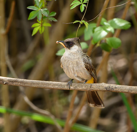 Sooty-headed Bulbul, L&acirc;m Đồng, Vietnam  Asia,Geotagged,L&acirc;m Đồng,Pycnonotus aurigaster,Sooty-headed Bulbul,Spring,Vietnam,Vietnam 2025