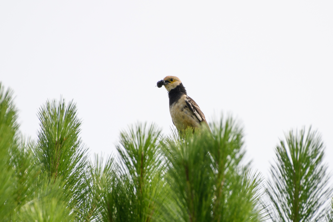 Black-collared Starling, Lâm Đồng, Vietnam  Asia,Black-collared starling,Geotagged,Gracupica nigricollis,Lâm Đồng,Spring,Vietnam,Vietnam 2025
