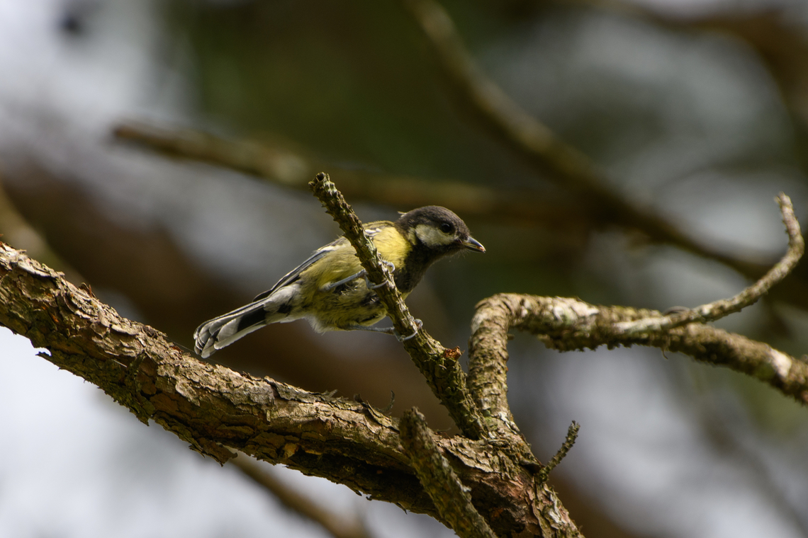 Green-backed Tit, L&acirc;m Đồng, Vietnam  Asia,Geotagged,Green-backed Tit,L&acirc;m Đồng,Parus monticolus,Spring,Vietnam,Vietnam 2025