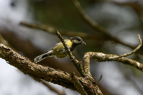 Green-backed Tit, Lâm Đồng, Vietnam  Asia,Geotagged,Green-backed Tit,Lâm Đồng,Parus monticolus,Spring,Vietnam,Vietnam 2025