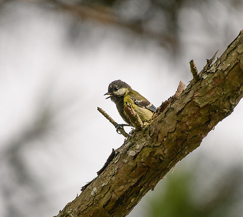 Green-backed Tit, L&acirc;m Đồng, Vietnam  Asia,Geotagged,Green-backed Tit,L&acirc;m Đồng,Parus monticolus,Spring,Vietnam,Vietnam 2025