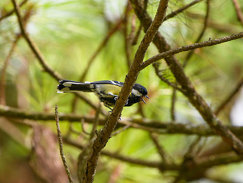 Green-backed Tit, L&acirc;m Đồng, Vietnam  Asia,Geotagged,L&acirc;m Đồng,Parus monticolus,Spring,Vietnam,Vietnam 2025,green-backed tit